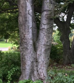 Etched with names and hearts of lovers!